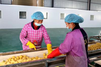 威宁首条马铃薯鲜切薯片生产线正式投产 年产薯片2000余吨