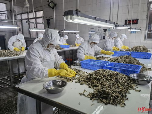rcep生效两个月,四川56家企业进出口货值超1.6亿元