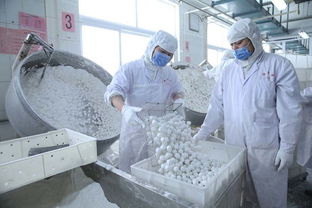 老字号食品企业元宵生产忙 组图