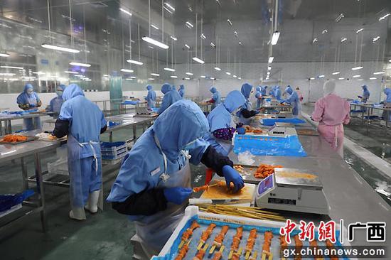 广西靖西扶贫产业园引进强优企业壮大县域经济