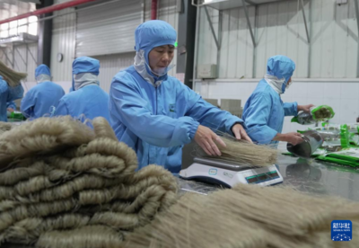 11月4日,工人在河北省卢龙县一家甘薯深加工企业的粉条生产车间工作。