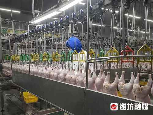 对外注册量 潍坊食品 闯 世界