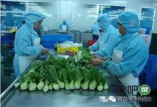 菜吧 如何申报有机食品认证 附详细流程图